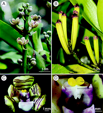 rain pollination of orchid flower