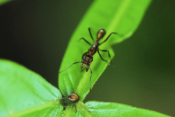 Ant visiting plant extrafloral nectary