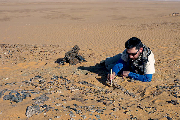 Dinosaur hunting in Sahara