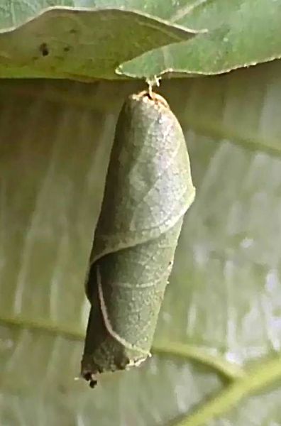 Vietnamese Jumping Caterpillars