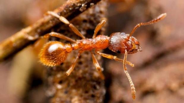 Fire ant