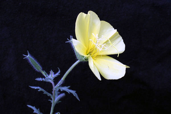 Oenothera