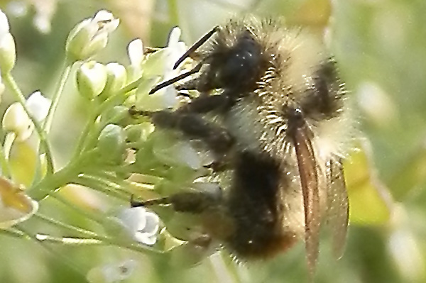Bombus on rooftop array