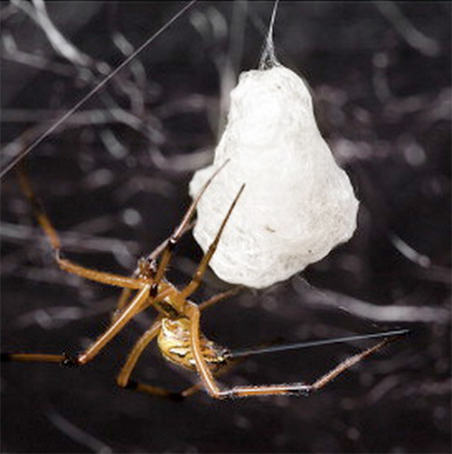 male Latrodectus hesperus