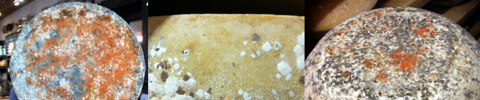 Micro Fungi image