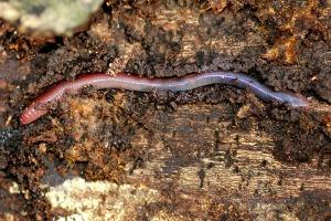 Lumbricus terrestris