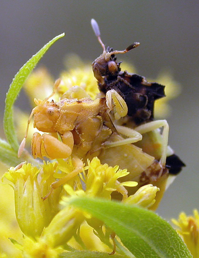 Phymata mating