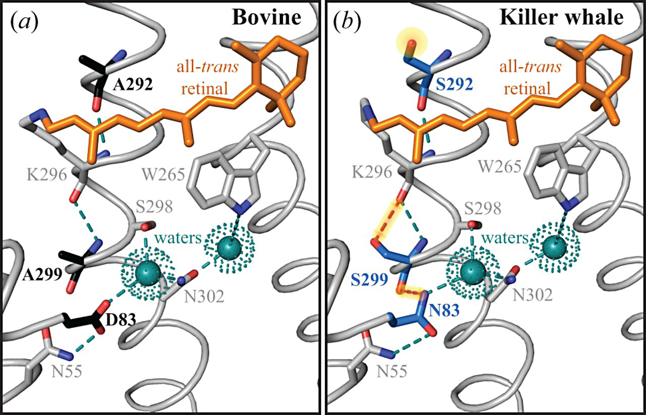 Rhodopsin crystal structure