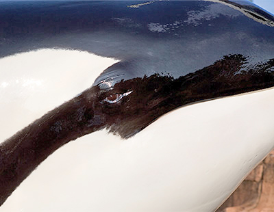 Killer Whale eye