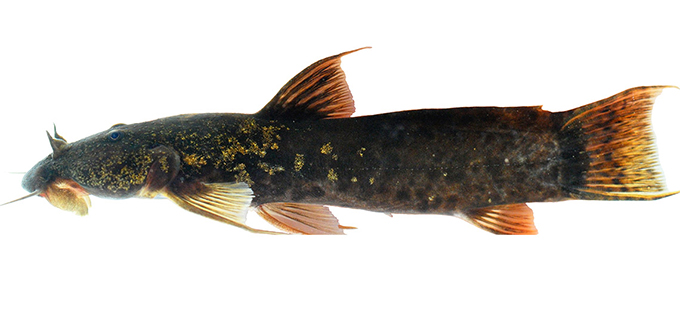 Andes catfish