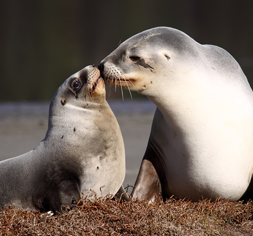 sea lions