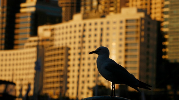 gull city