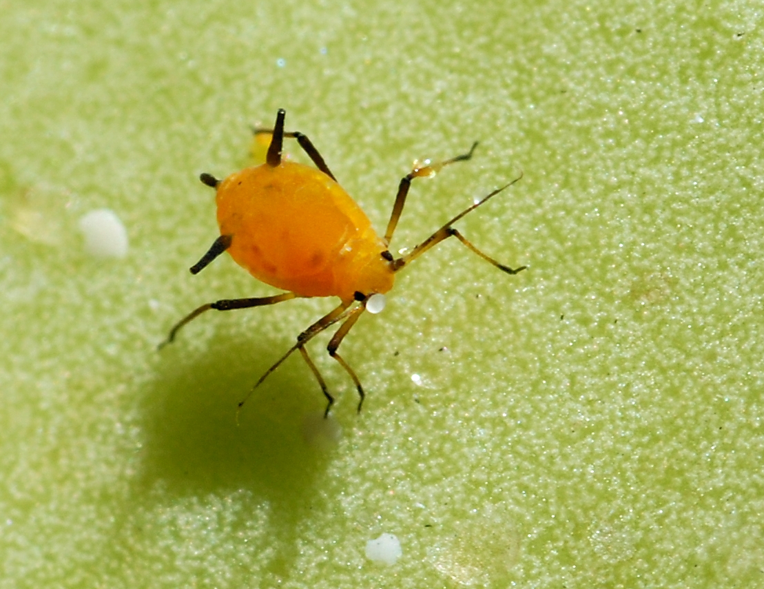 aphis nerii