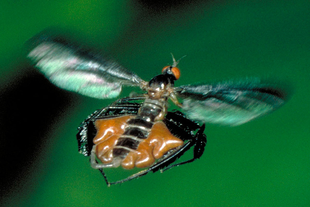 male fly