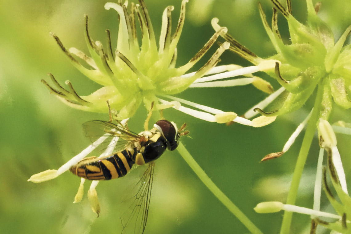 Fly pollinator - David Timerman