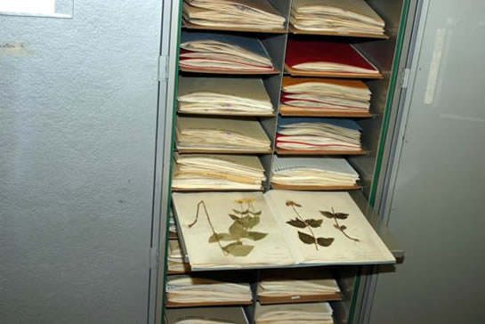 Herbarium cabinet