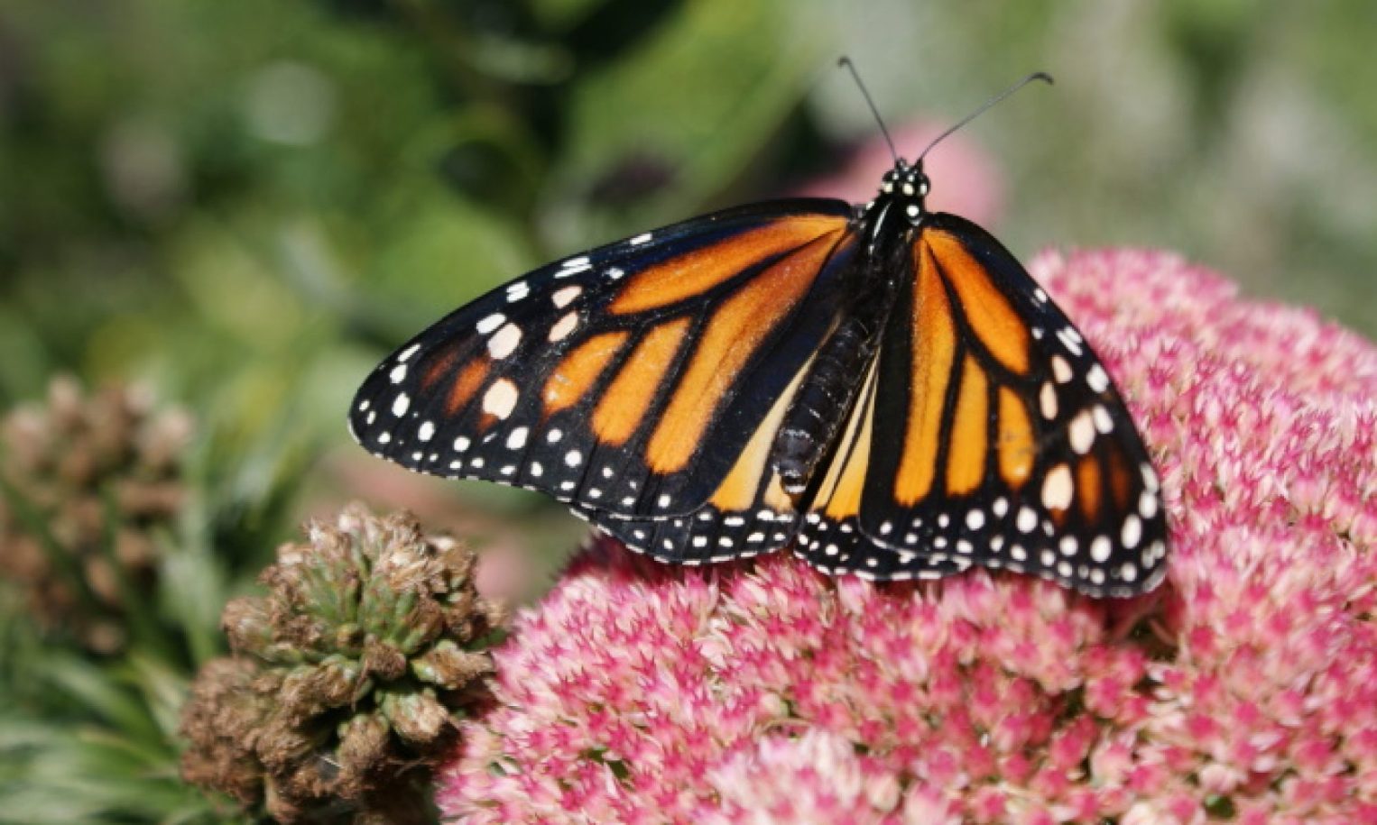 Labs - Page 2 of 7 - Ecology & Evolutionary Biology