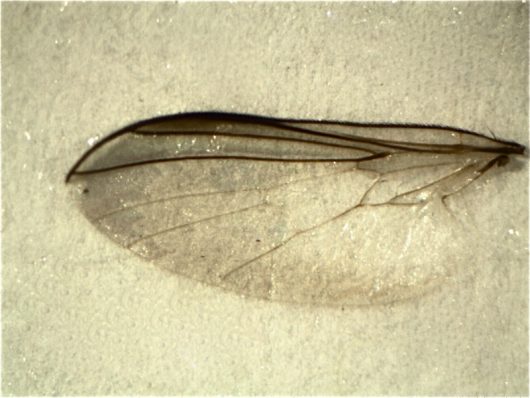Male Rhamphomyia longipes wing
