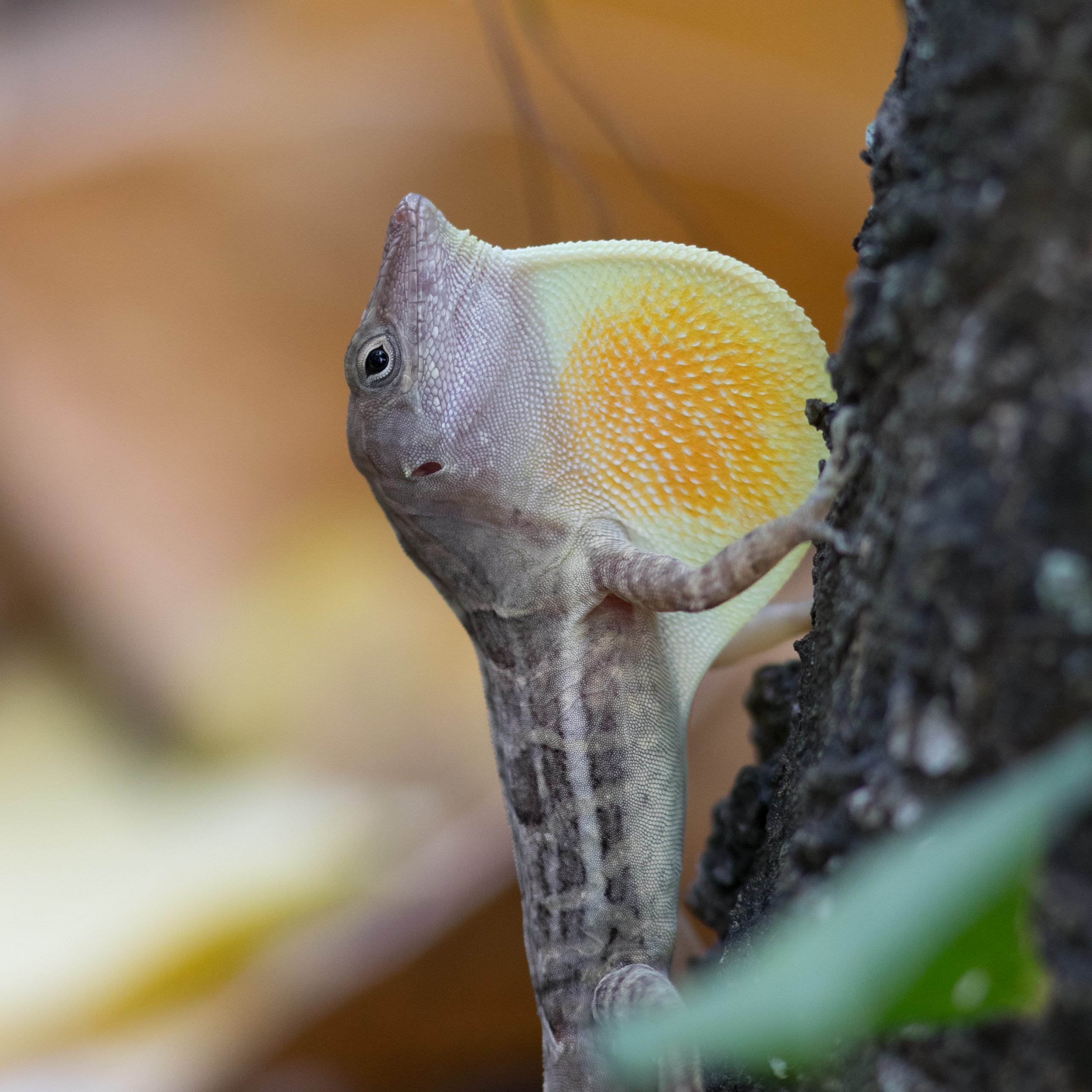 Lizards reveal the forces that shape biodiversity - Ecology & Evolutionary  Biology