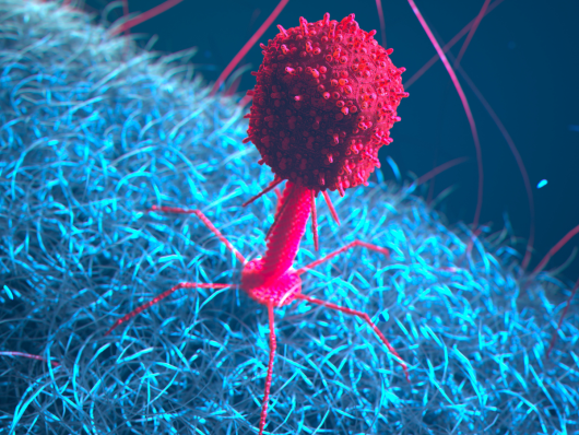 3-D rendering of a bacteriophage in pink and E. coli bacteria in blue